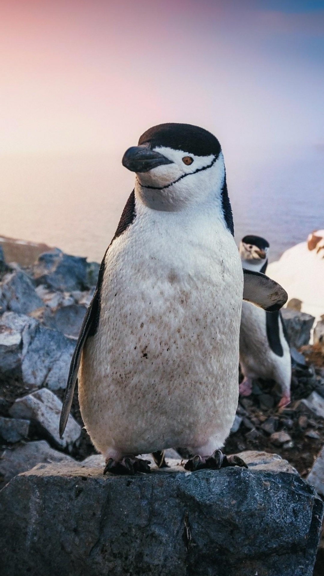 Pingouin, IOS, Oiseau, Adlie Pingouin, Bec. Wallpaper in 1080x1920 Resolution