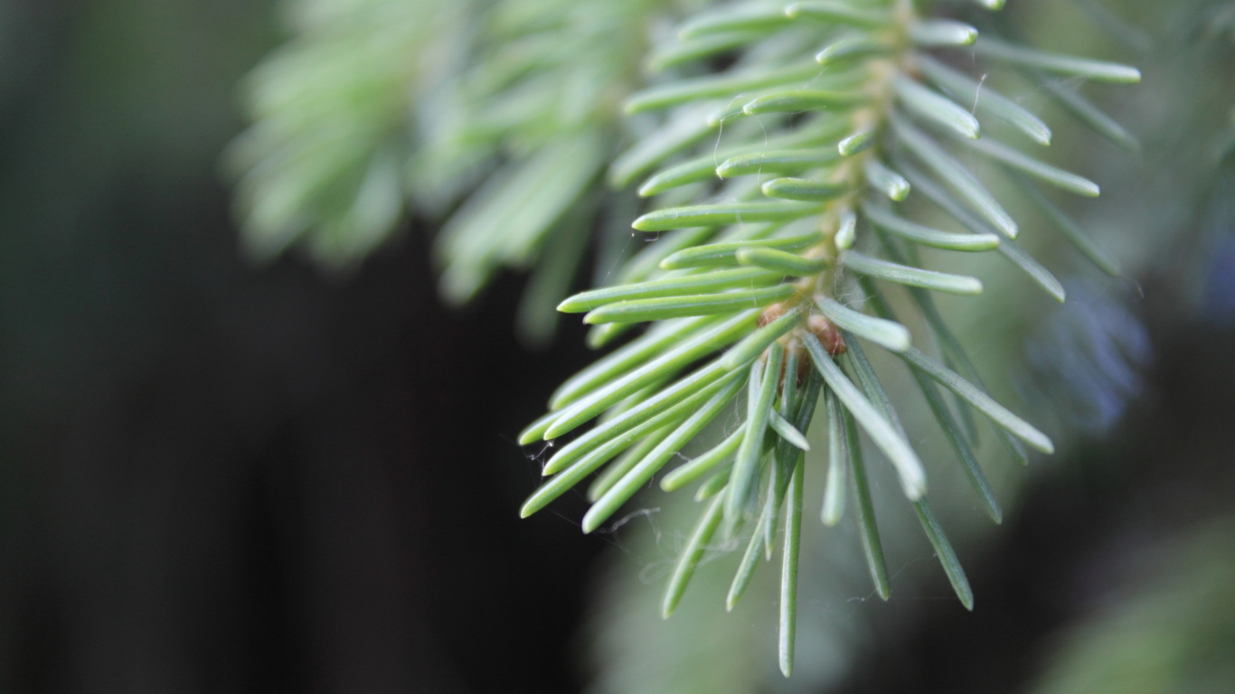 Green Plant in Close up Photography. Wallpaper in 1366x768 Resolution