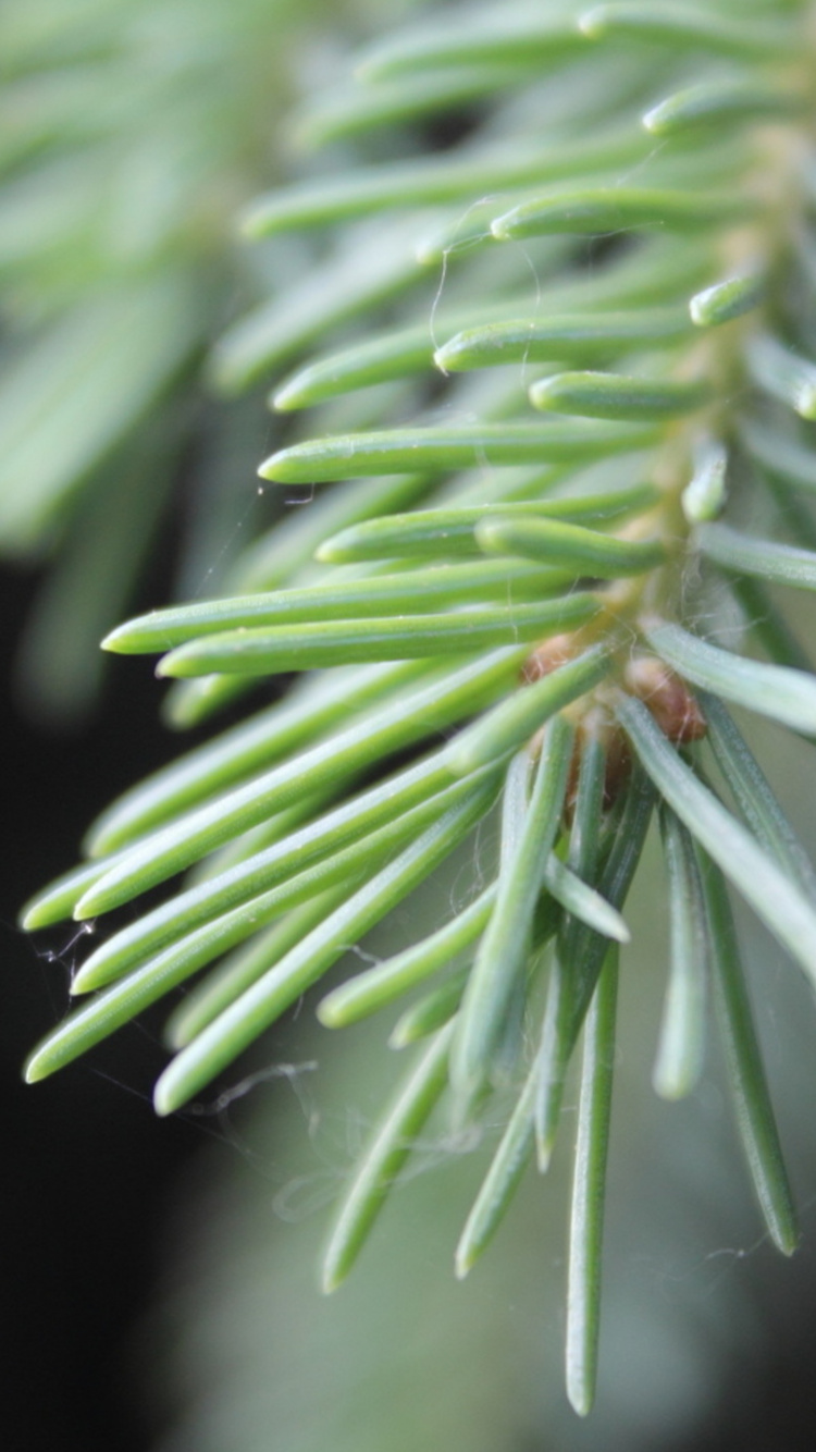 Plante Verte en Gros Plan. Wallpaper in 750x1334 Resolution