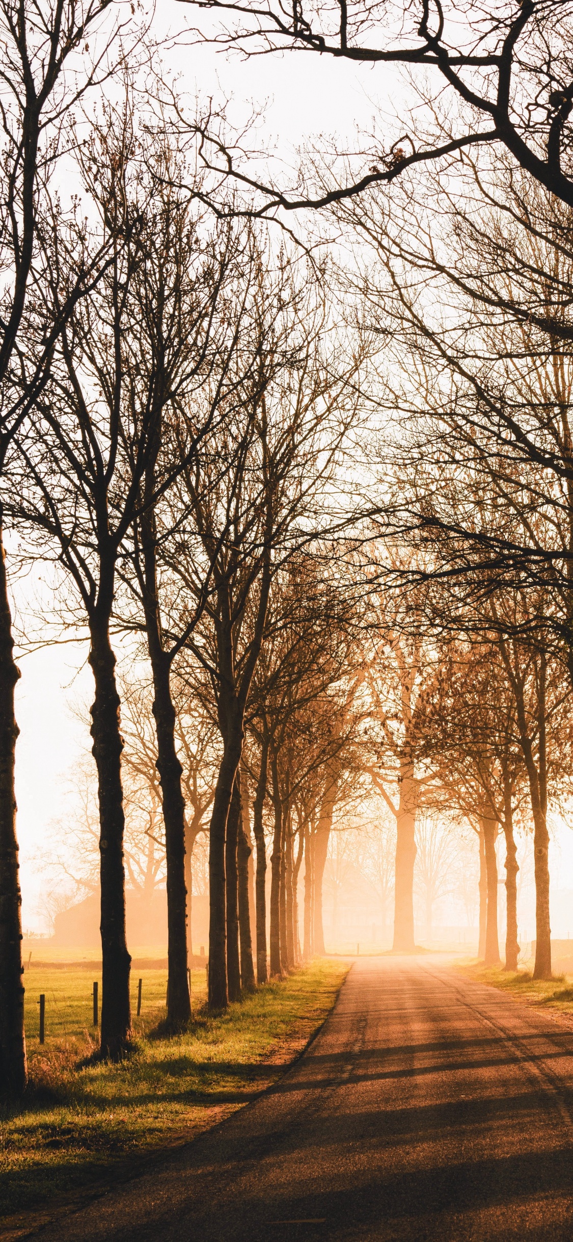 Nature, Matin, Woodland, Lumière, Ciel. Wallpaper in 1125x2436 Resolution