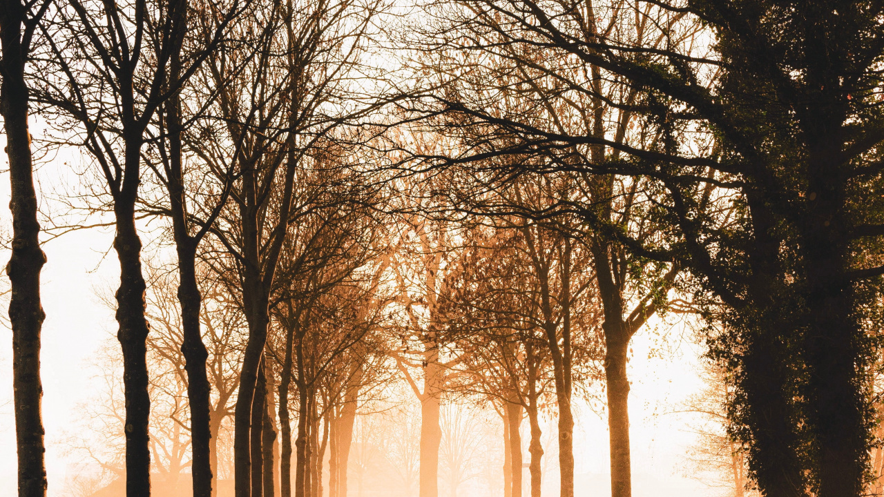 Nature, Morning, Woodland, Branch, Light. Wallpaper in 1280x720 Resolution