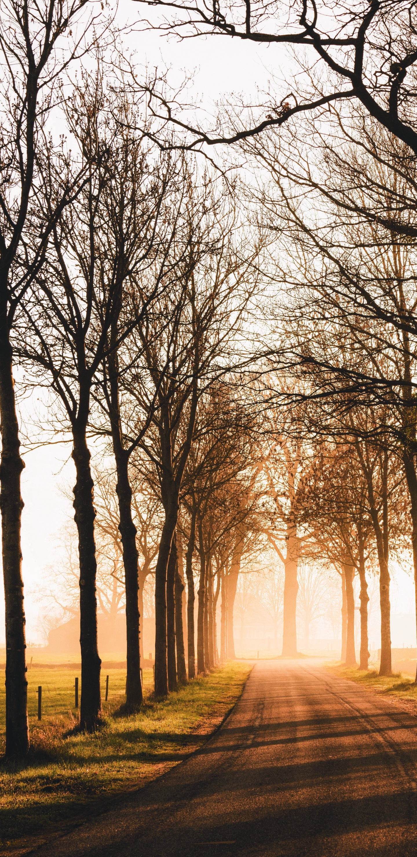 Nature, Morning, Woodland, Branch, Light. Wallpaper in 1440x2960 Resolution