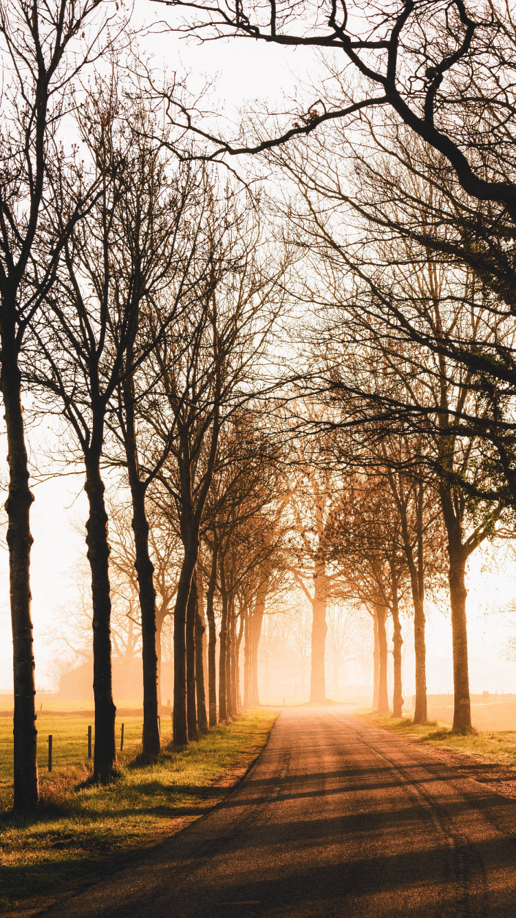 Nature, Morning, Woodland, Branch, Light. Wallpaper in 750x1334 Resolution