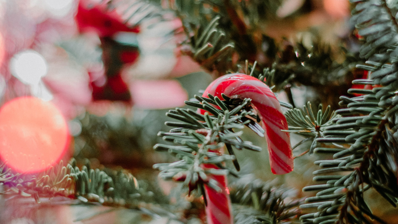 Grüne Kiefer Mit Roten Und Weißen Lichterketten. Wallpaper in 1366x768 Resolution