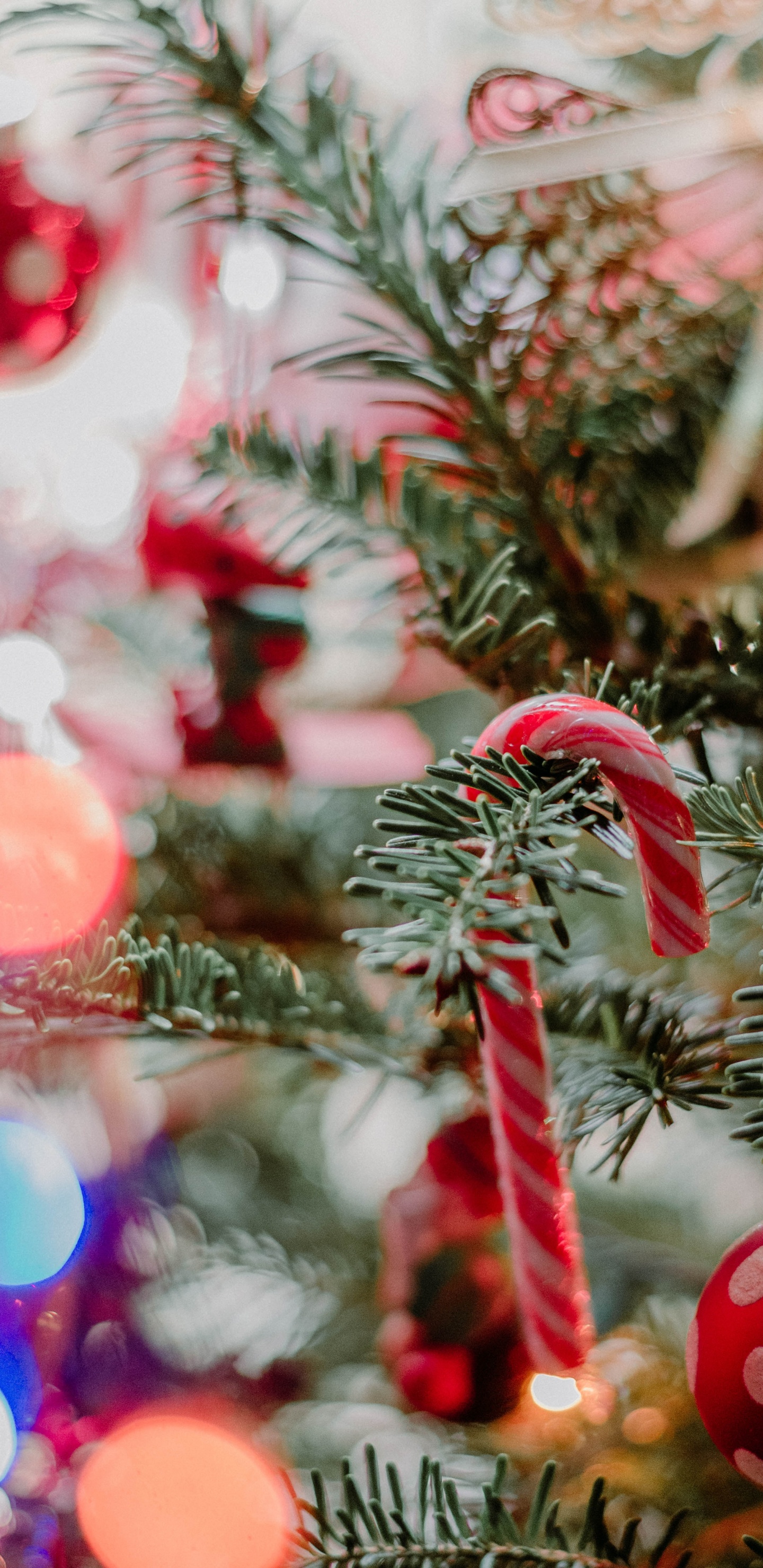 Grüne Kiefer Mit Roten Und Weißen Lichterketten. Wallpaper in 1440x2960 Resolution