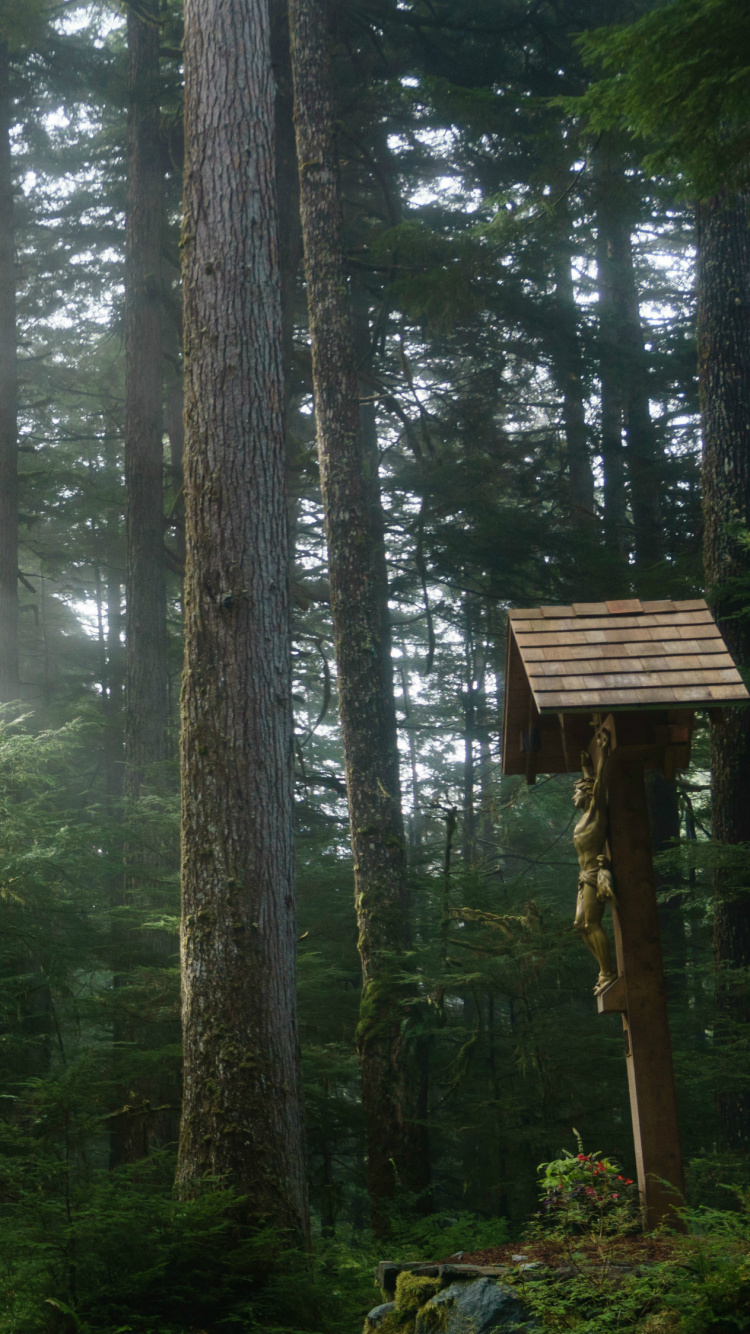 Green Trees in Forest During Daytime. Wallpaper in 750x1334 Resolution