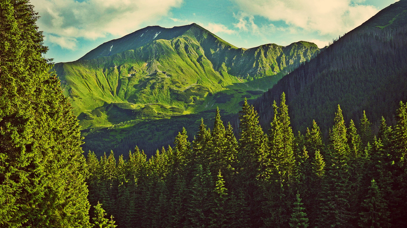 Tagsüber Grüne Pinien in Der Nähe Des Berges. Wallpaper in 1366x768 Resolution
