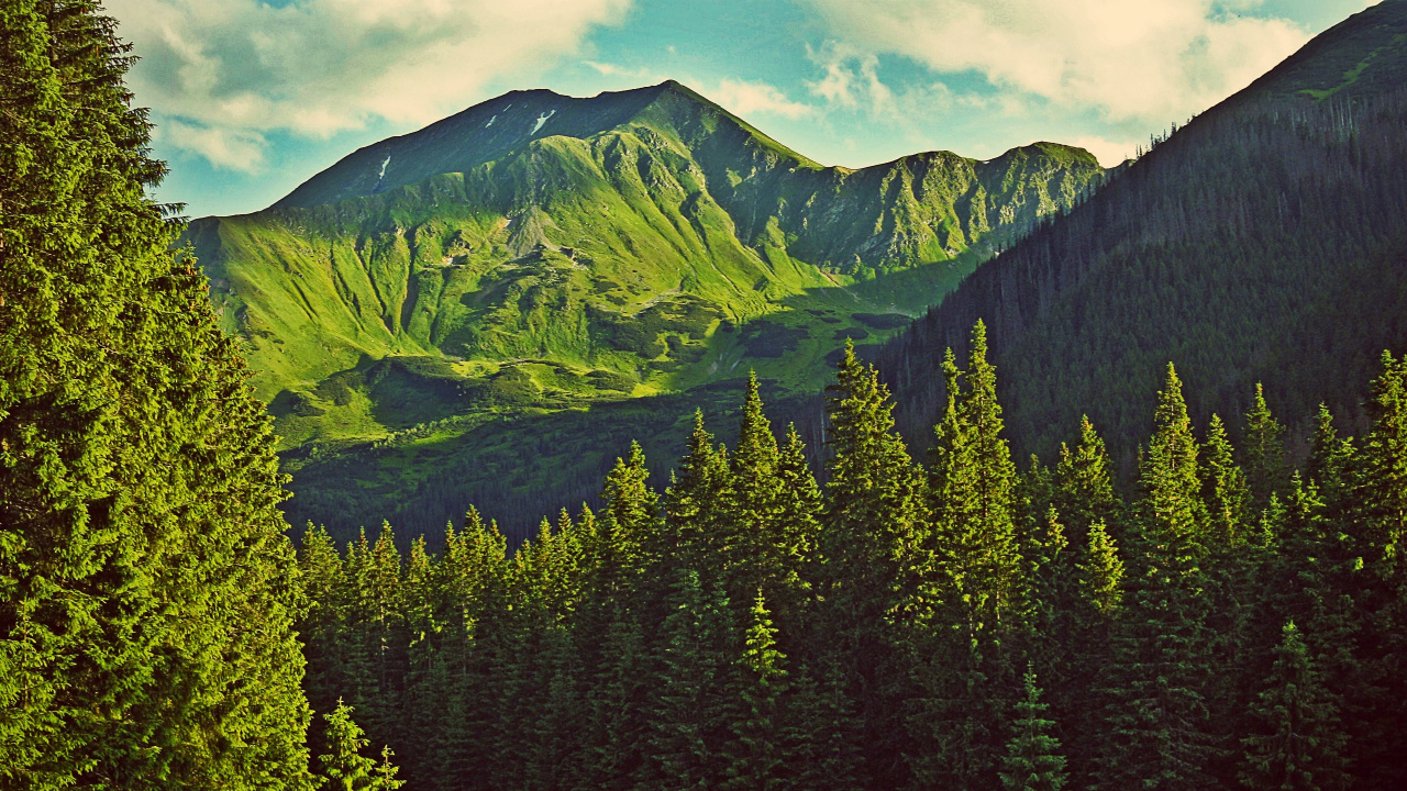 Green Pine Trees Near Mountain During Daytime. Wallpaper in 1280x720 Resolution