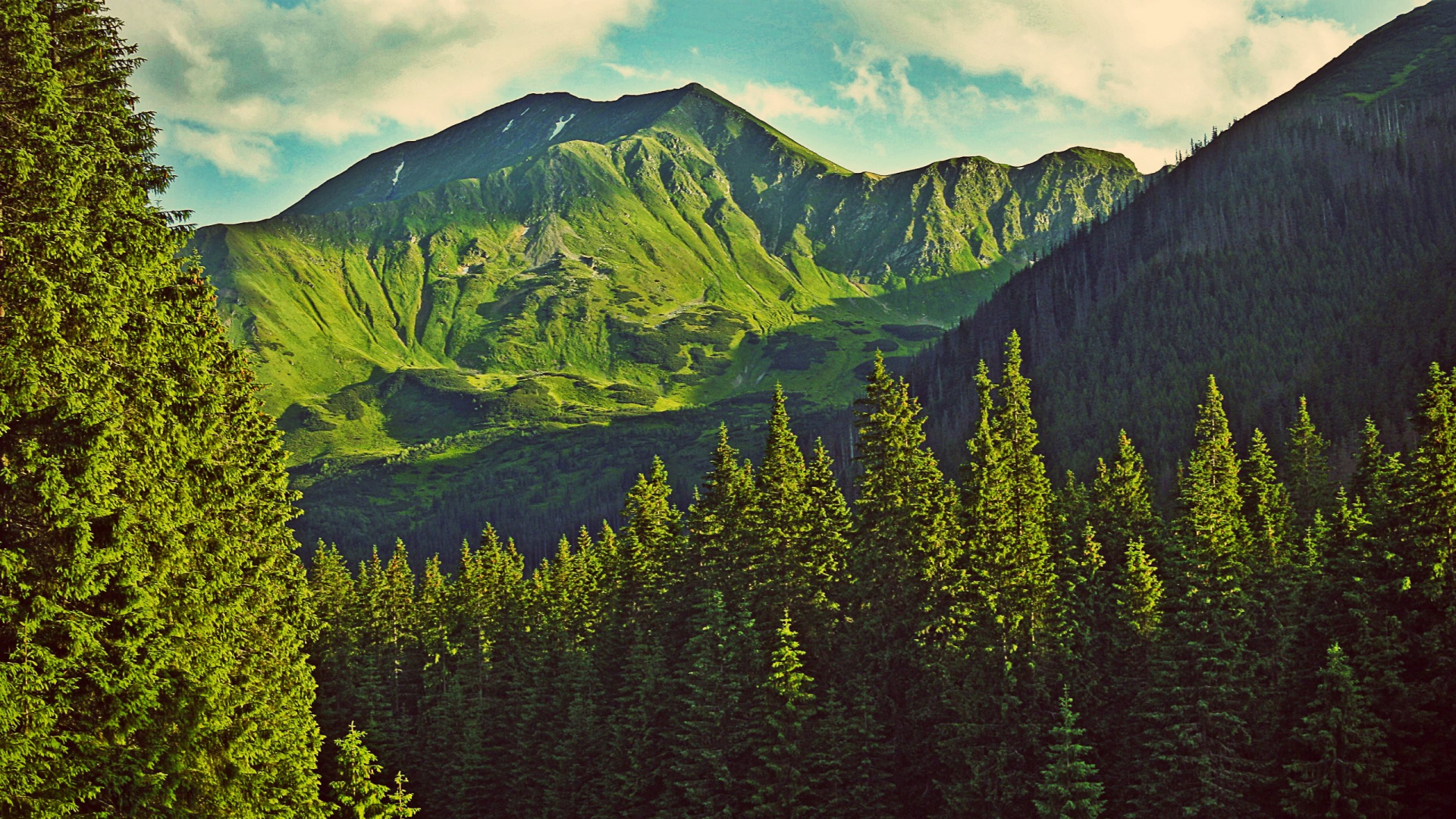 Green Pine Trees Near Mountain During Daytime. Wallpaper in 1920x1080 Resolution