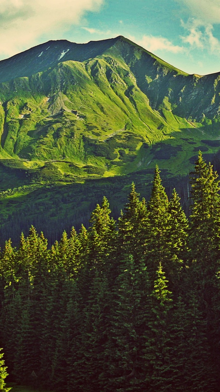 Green Pine Trees Near Mountain During Daytime. Wallpaper in 720x1280 Resolution