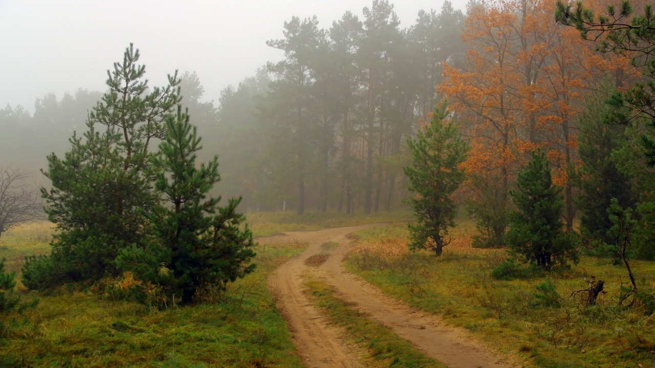 Arbres Verts Sur Champ Brun Pendant la Journée. Wallpaper in 1280x720 Resolution