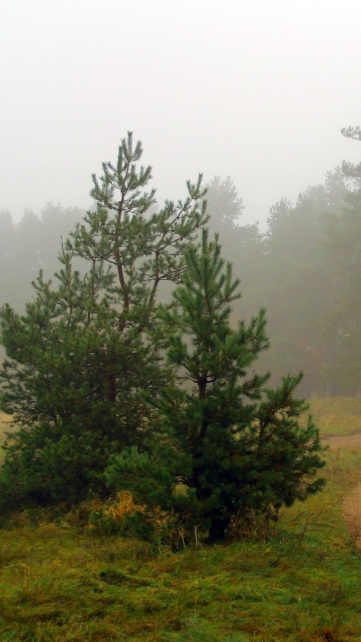 Green Trees on Brown Field During Daytime. Wallpaper in 720x1280 Resolution