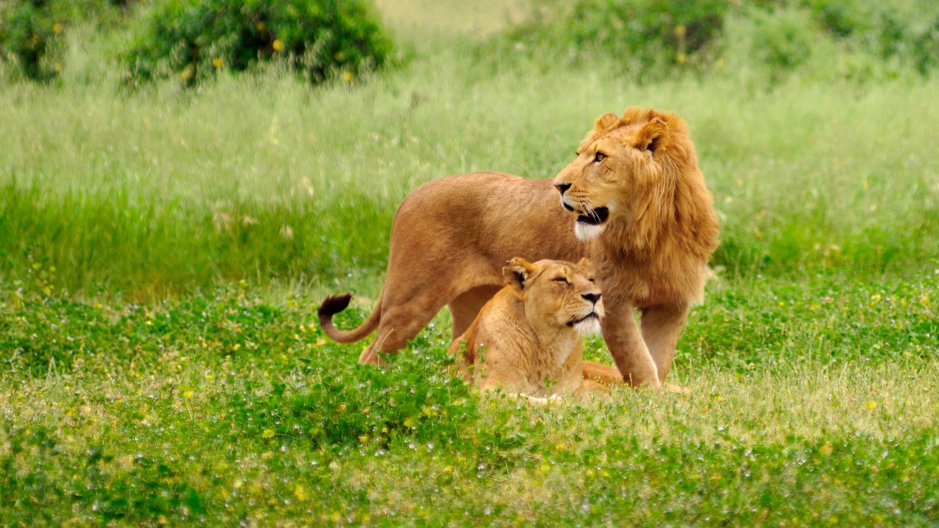 Brown Lioness and Lioness on Green Grass Field During Daytime. Wallpaper in 1920x1080 Resolution