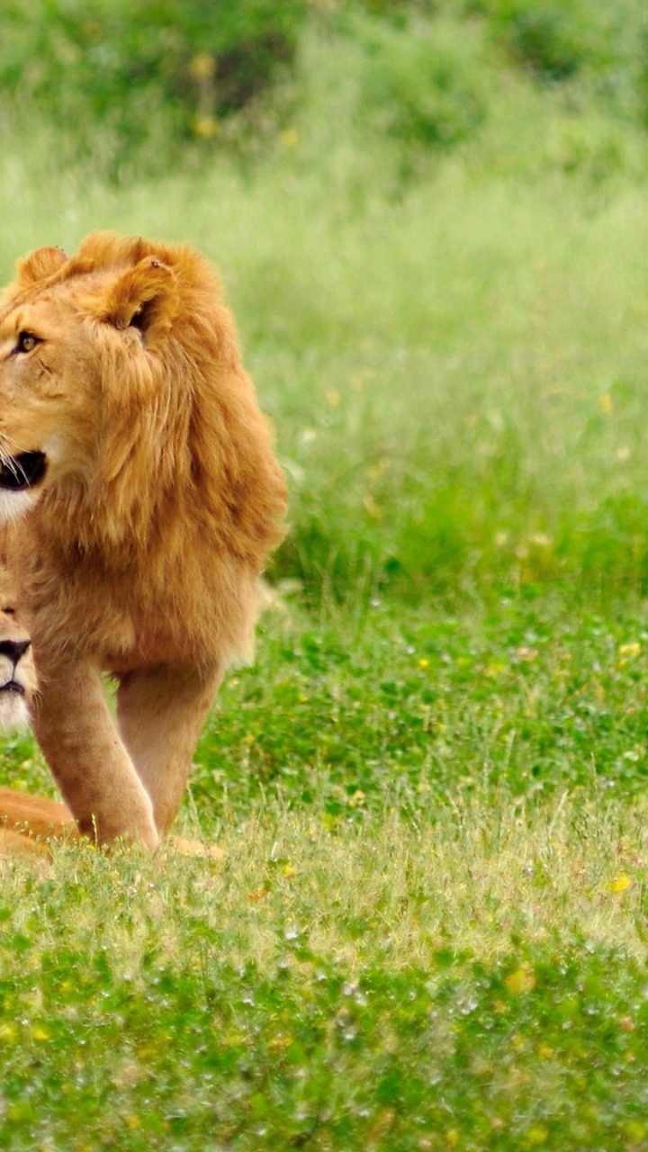 Lionne Brune et Lionne Sur Terrain D'herbe Verte Pendant la Journée. Wallpaper in 720x1280 Resolution