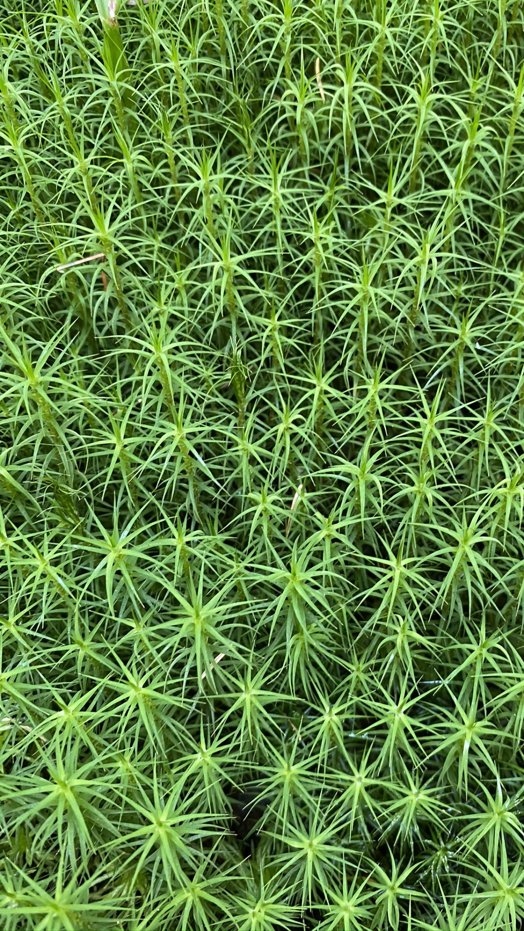 Vegetation, Green, Grass, Leaf, Pattern. Wallpaper in 1080x1920 Resolution