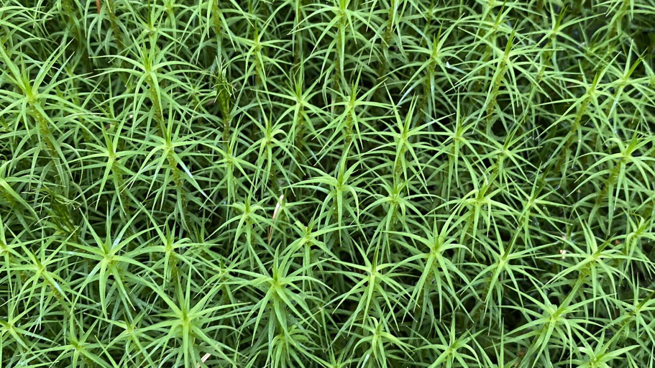 Vegetation, Green, Grass, Leaf, Pattern. Wallpaper in 1280x720 Resolution