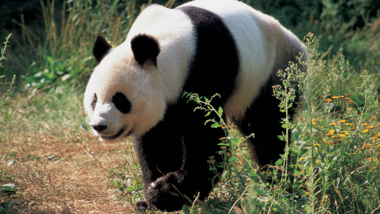 Panda Blanco y Negro Sobre la Hierba Marrón Durante el Día. Wallpaper in 1280x720 Resolution