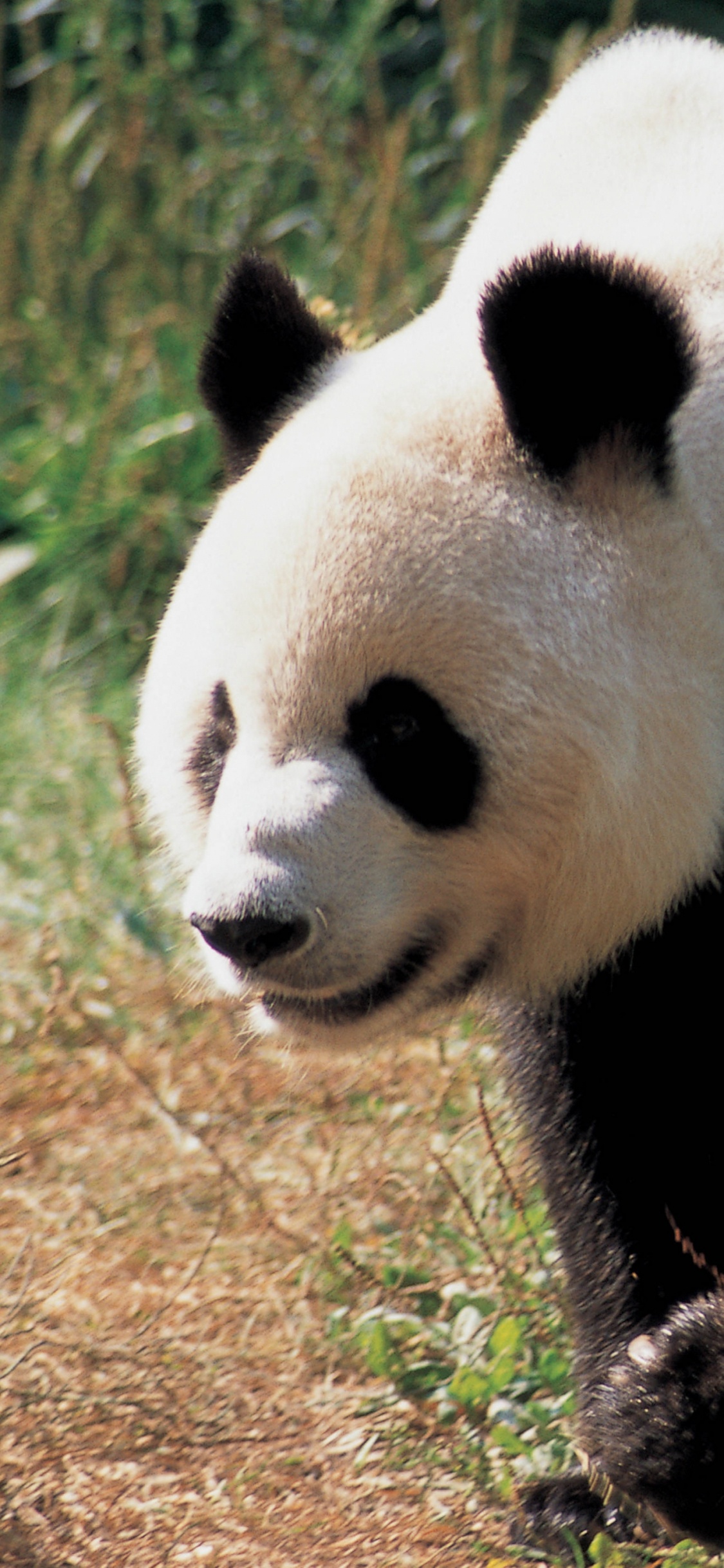 Weißer Und Schwarzer Panda Auf Braunem Gras Tagsüber. Wallpaper in 1125x2436 Resolution