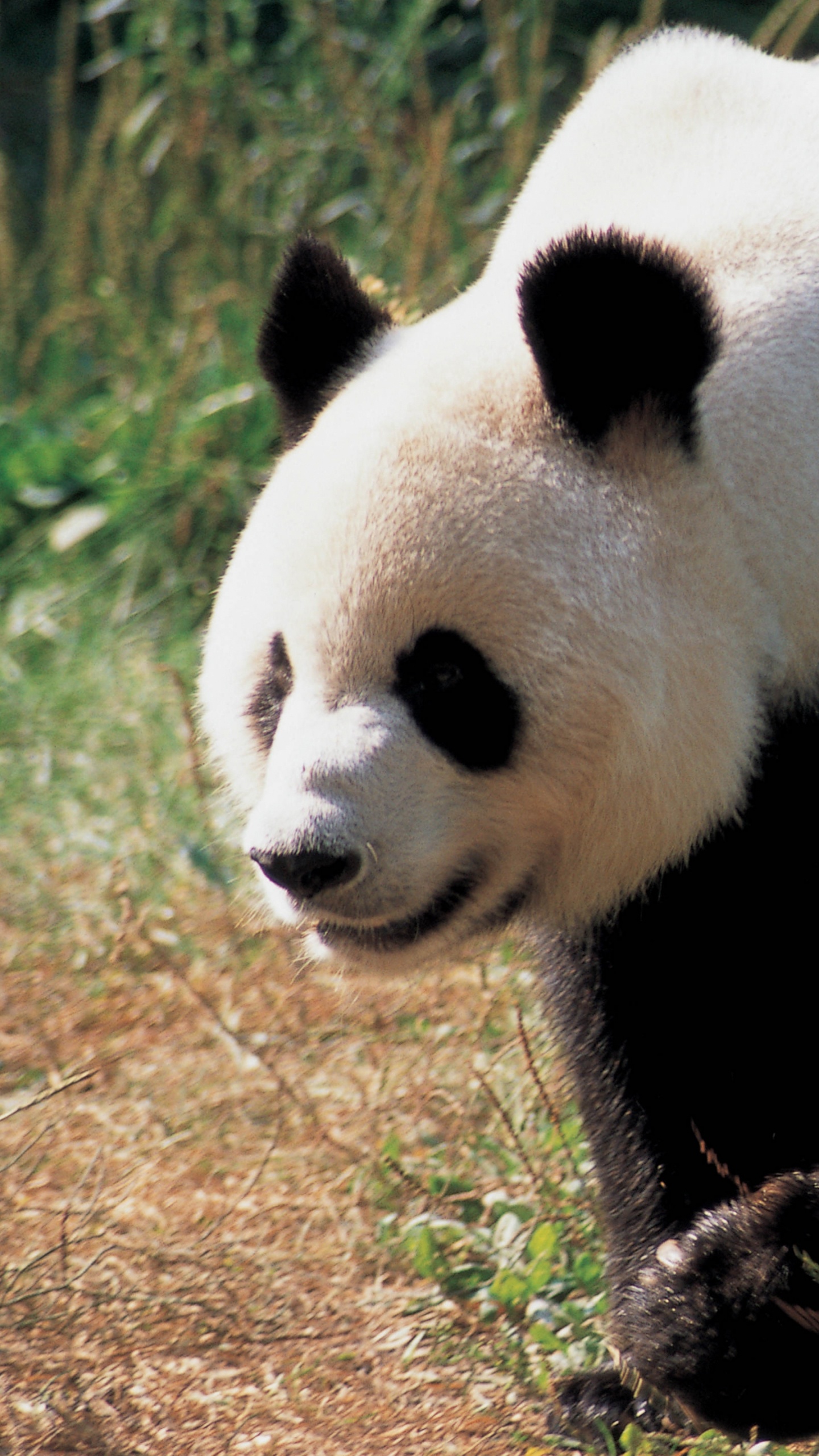 Weißer Und Schwarzer Panda Auf Braunem Gras Tagsüber. Wallpaper in 1440x2560 Resolution