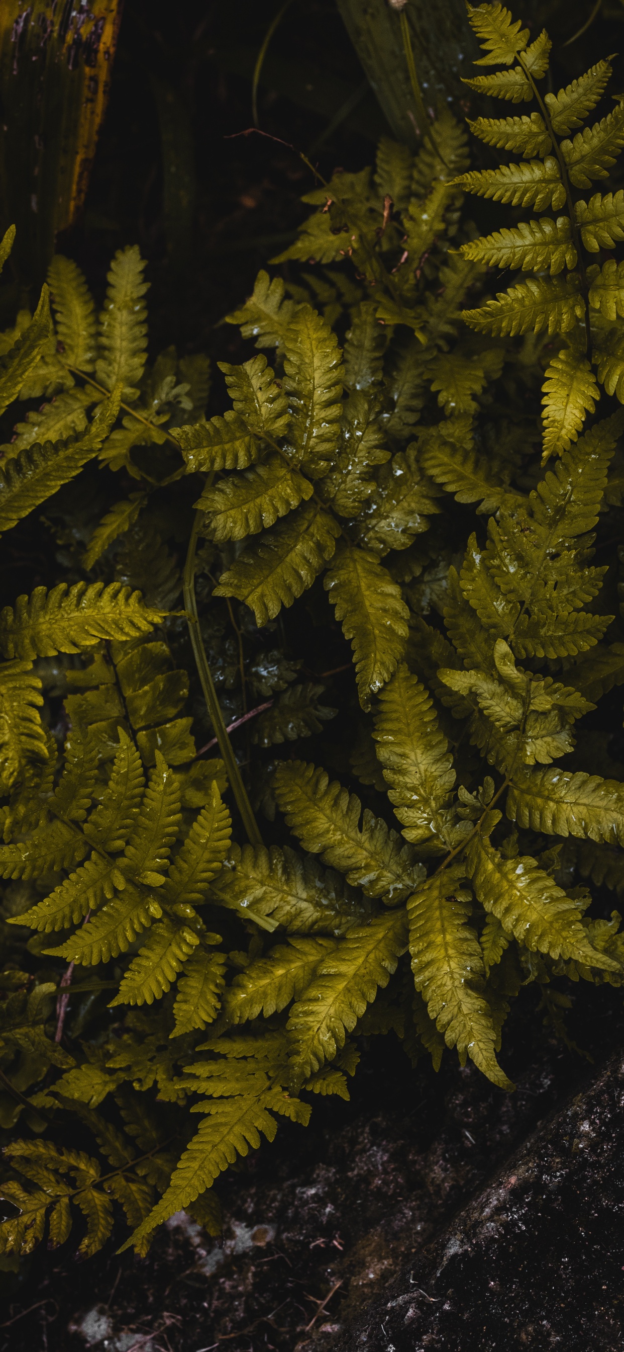 la Vegetación, Helecho, Los Helechos y Las Colas de Caballo, Planta Terrestre, Plantas Vasculares. Wallpaper in 1242x2688 Resolution