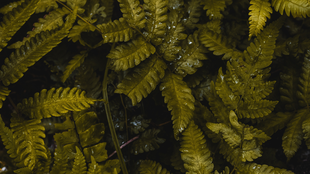 Vegetation, Farn, Blatt, Farne Und Schachtelhalme, Terrestrische Pflanzen. Wallpaper in 1280x720 Resolution