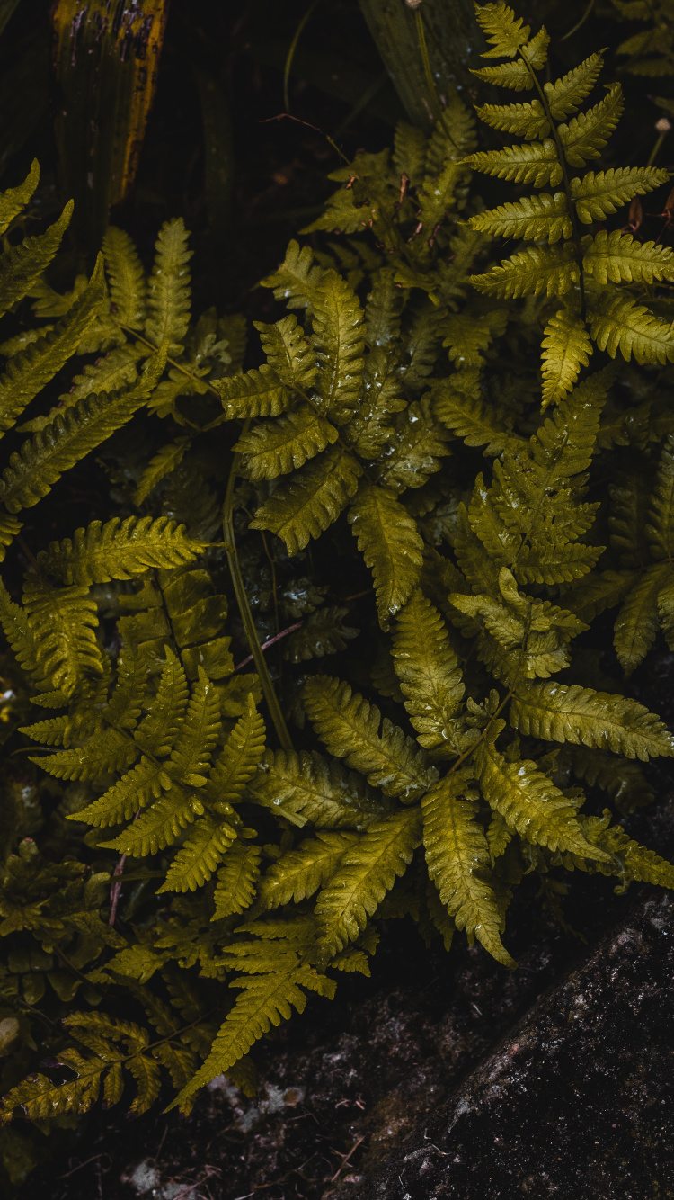 Vegetation, Fern, Leaf, Ferns and Horsetails, Terrestrial Plant. Wallpaper in 750x1334 Resolution