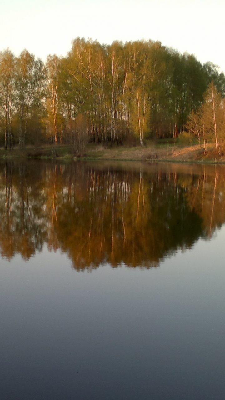Brown Trees Beside Lake During Daytime. Wallpaper in 720x1280 Resolution