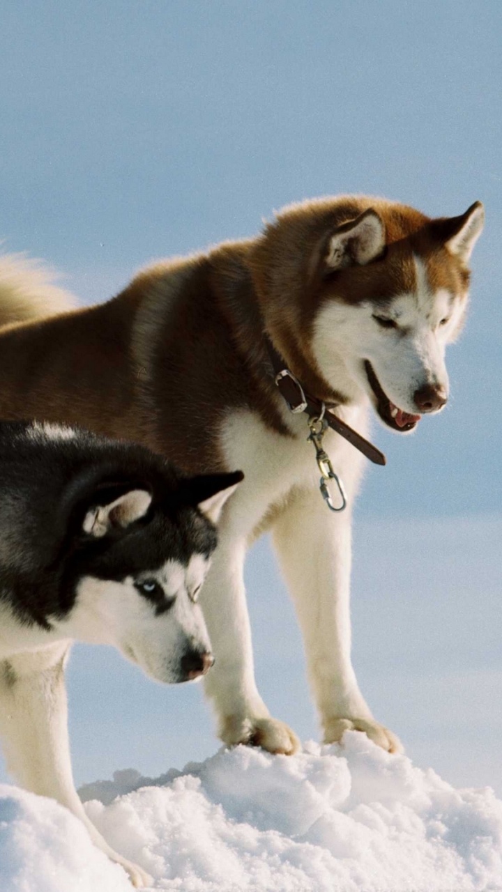 White and Brown Siberian Husky on Snow Covered Ground During Daytime. Wallpaper in 720x1280 Resolution