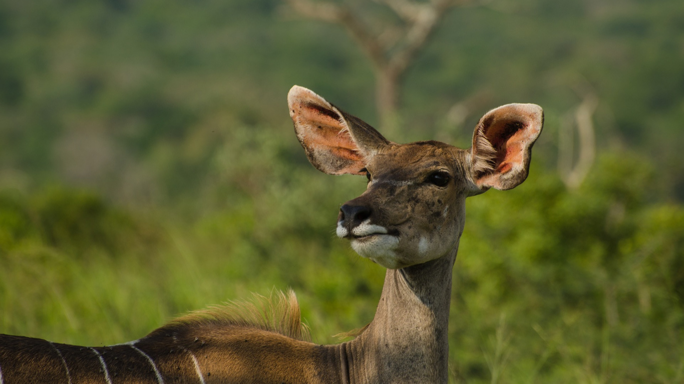 Cerf Brun Sur L'herbe Verte Pendant la Journée. Wallpaper in 1366x768 Resolution