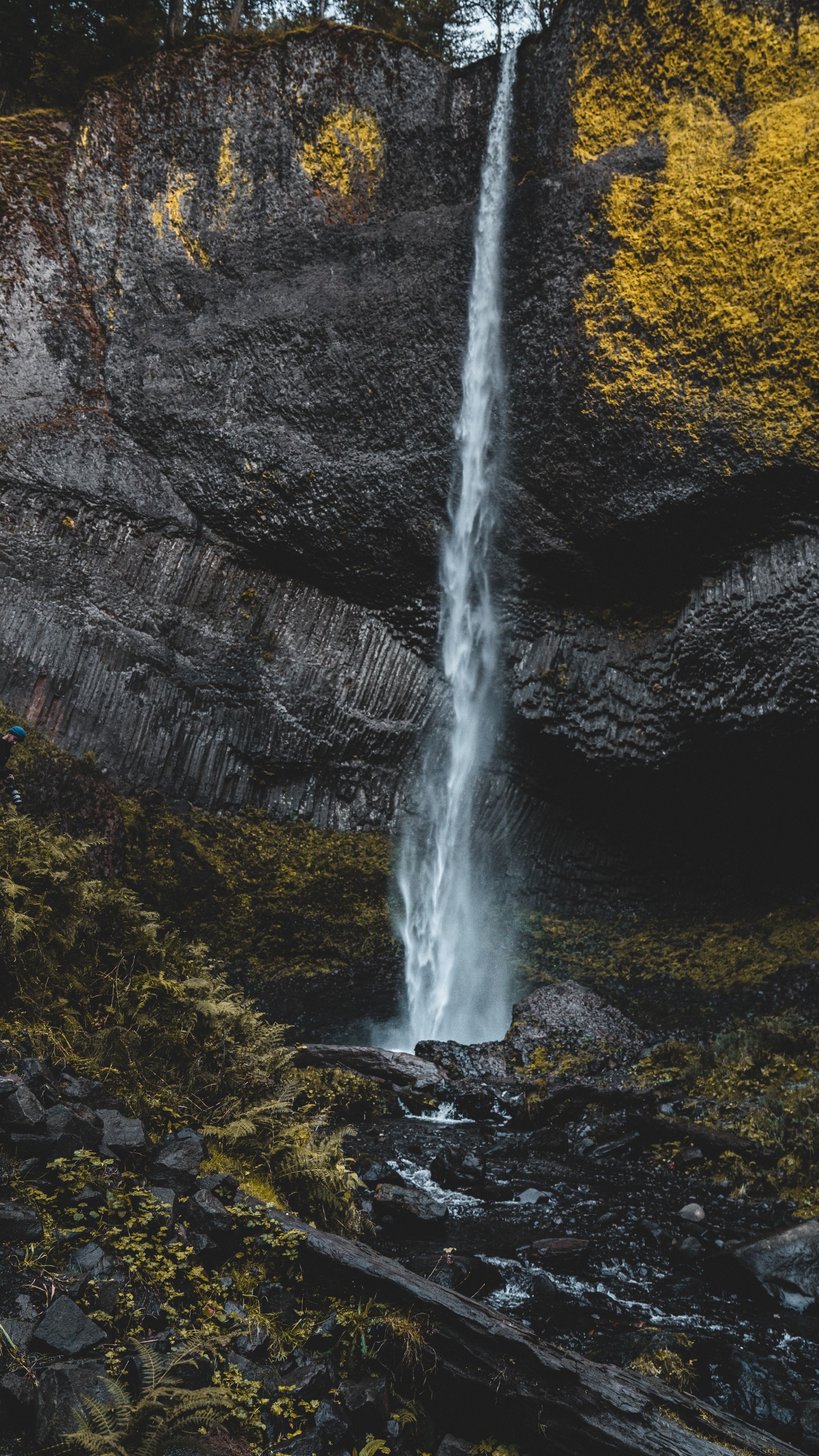 Streaming Media, Stream, Rock, Watercourse, Leaf. Wallpaper in 1440x2560 Resolution