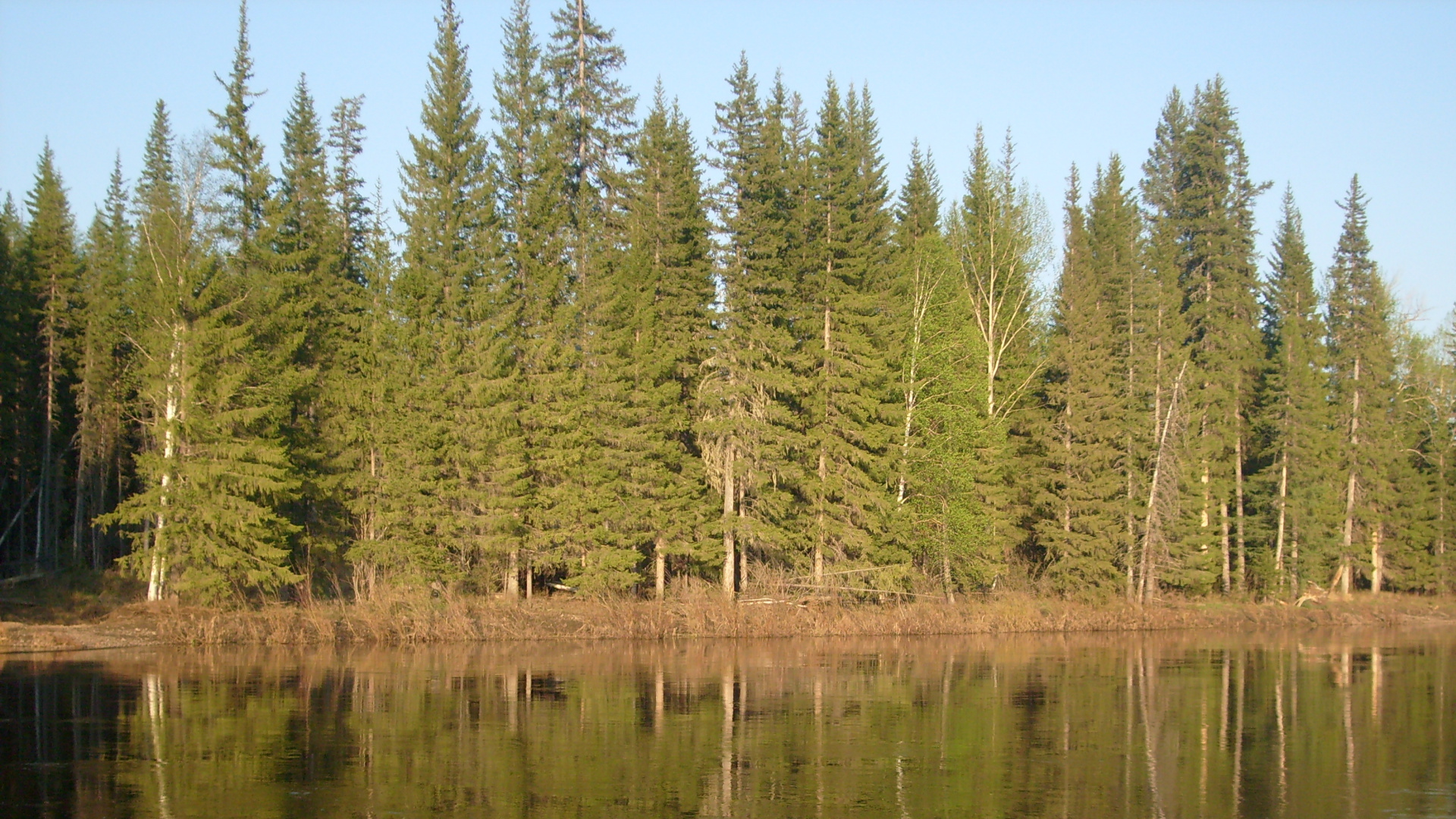 Green Trees Beside Lake During Daytime. Wallpaper in 1920x1080 Resolution