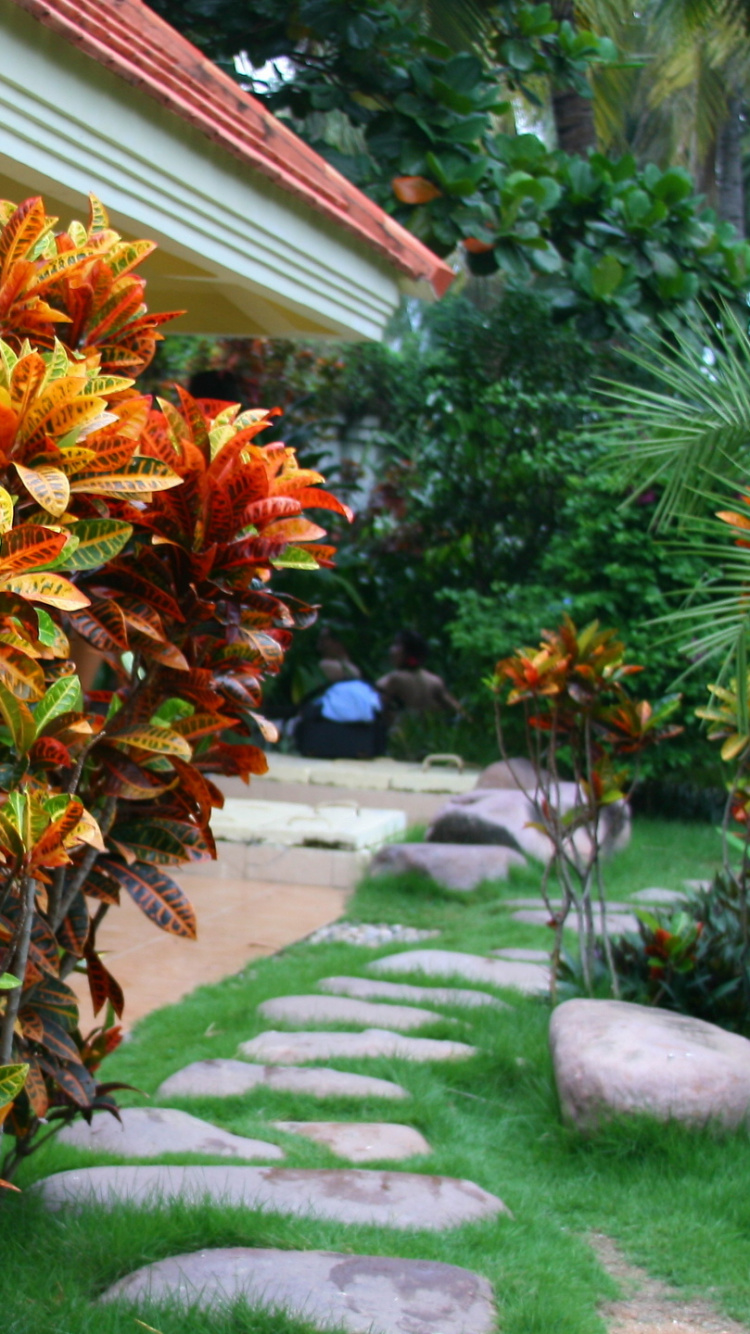 Green and Brown Plant Near Green Grass Field During Daytime. Wallpaper in 750x1334 Resolution