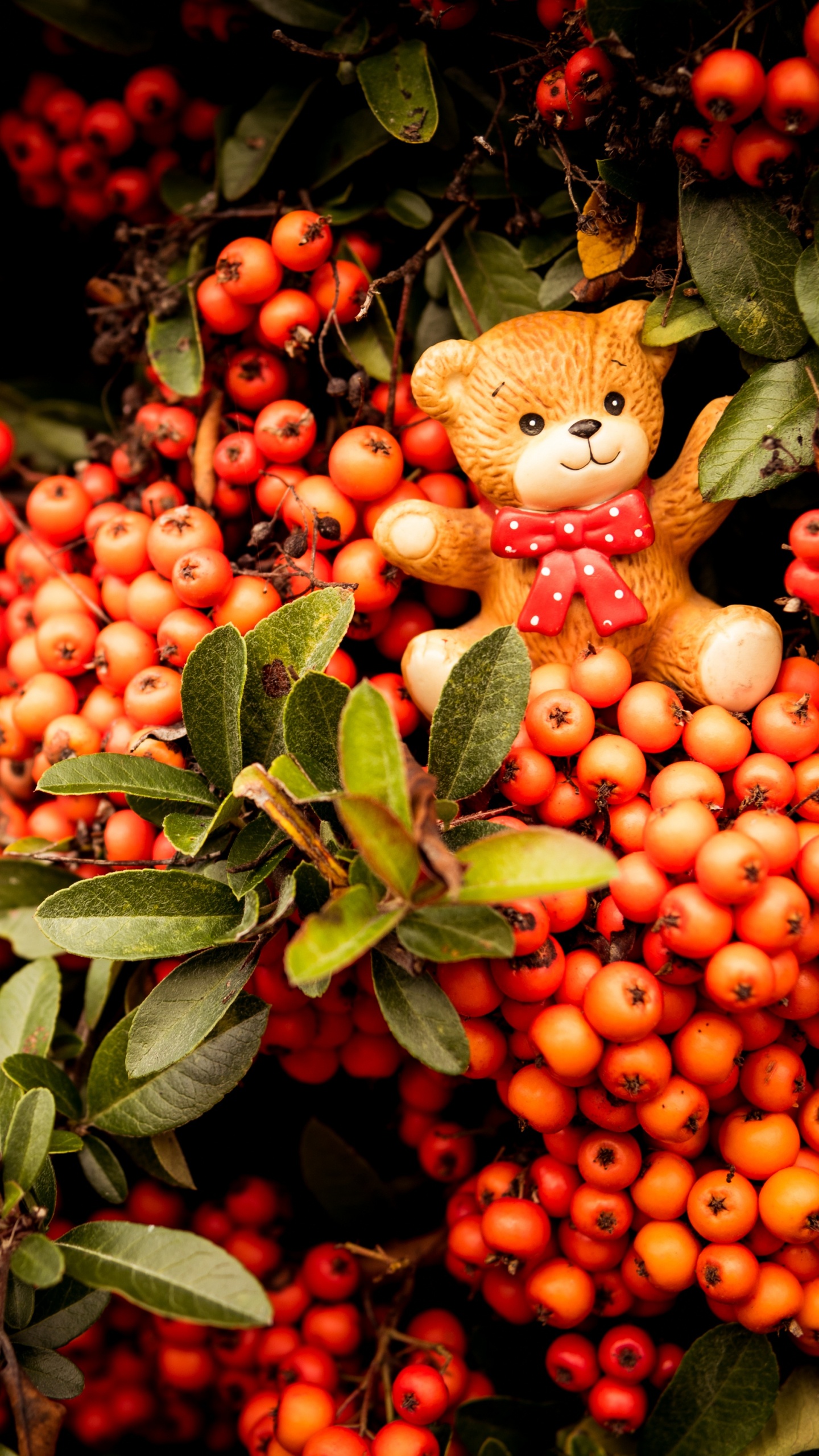 Fruits Ronds Rouges et Jaunes. Wallpaper in 1440x2560 Resolution