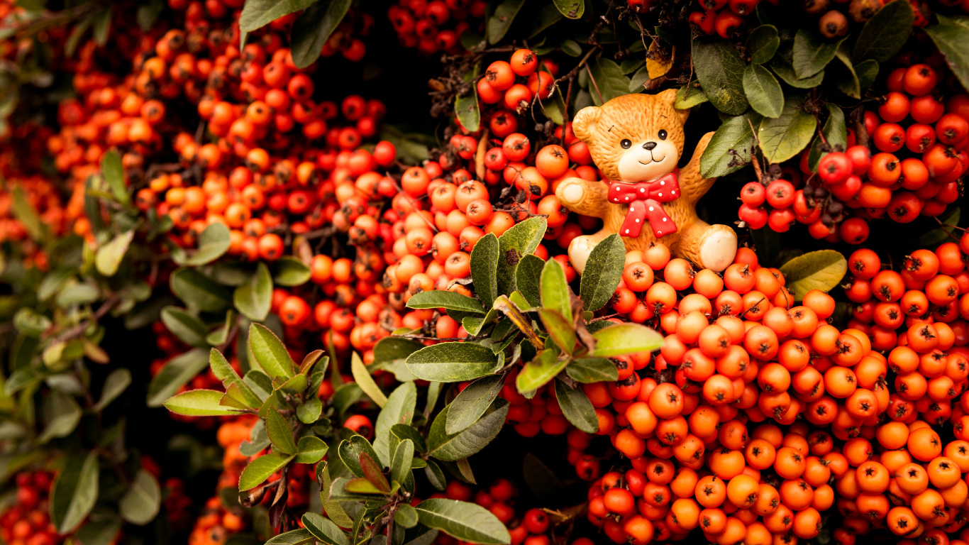 Red and Yellow Round Fruits. Wallpaper in 1366x768 Resolution