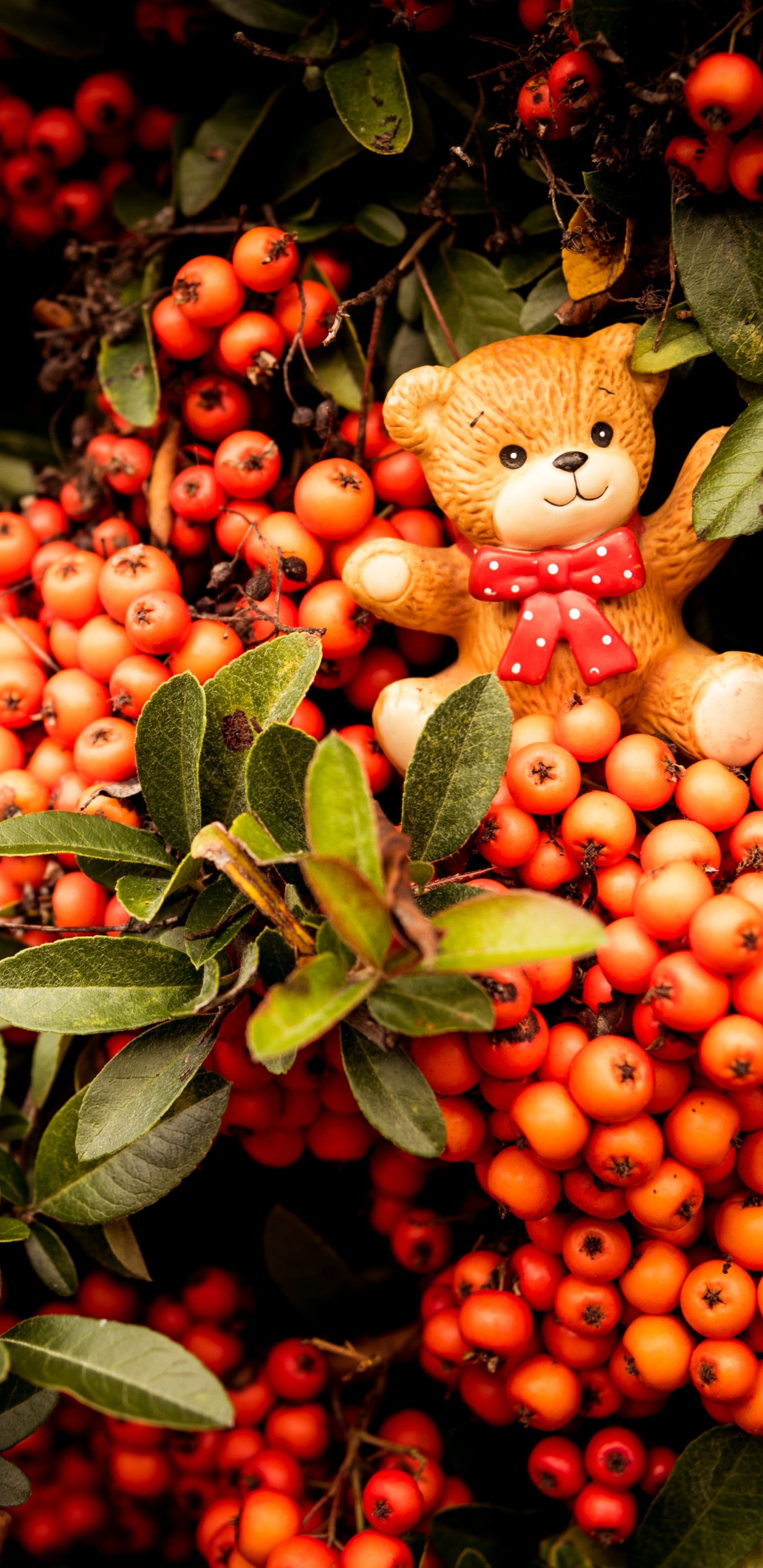 Red and Yellow Round Fruits. Wallpaper in 1440x2960 Resolution
