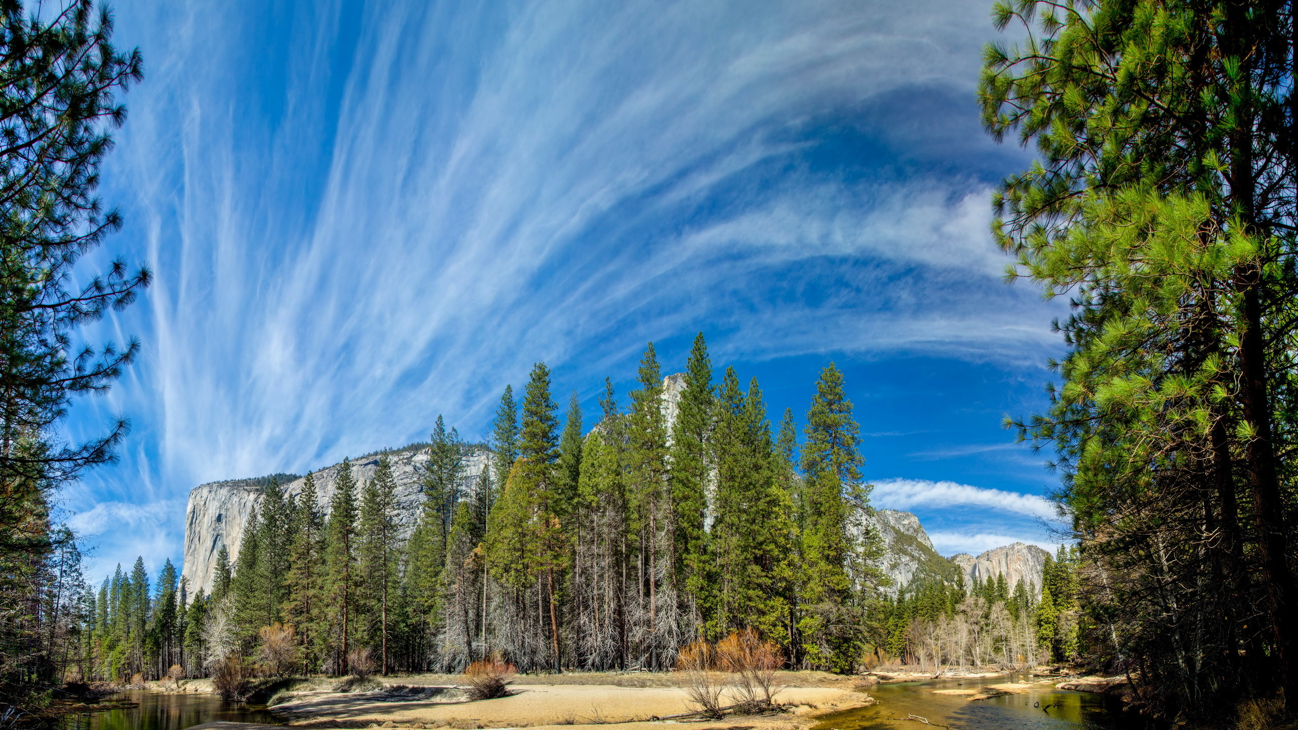 Green Pine Trees Under Blue Sky During Daytime. Wallpaper in 2560x1440 Resolution