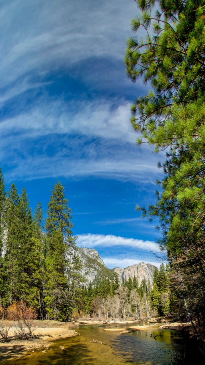 Green Pine Trees Under Blue Sky During Daytime. Wallpaper in 720x1280 Resolution