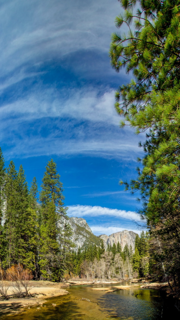 Green Pine Trees Under Blue Sky During Daytime. Wallpaper in 750x1334 Resolution