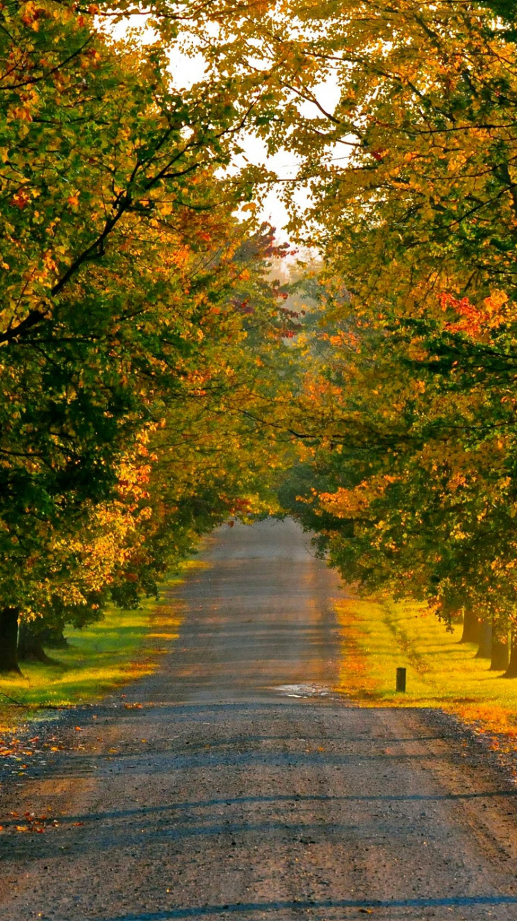 Route en Béton Gris Entre Les Arbres Verts et Bruns Pendant la Journée. Wallpaper in 750x1334 Resolution