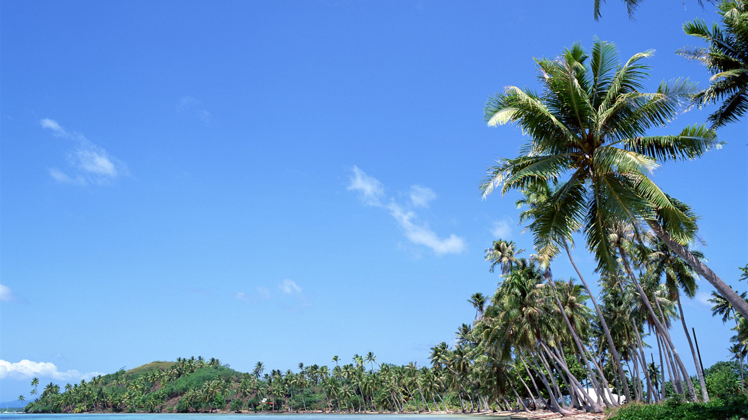 Green Palm Tree Under Blue Sky During Daytime. Wallpaper in 2560x1440 Resolution