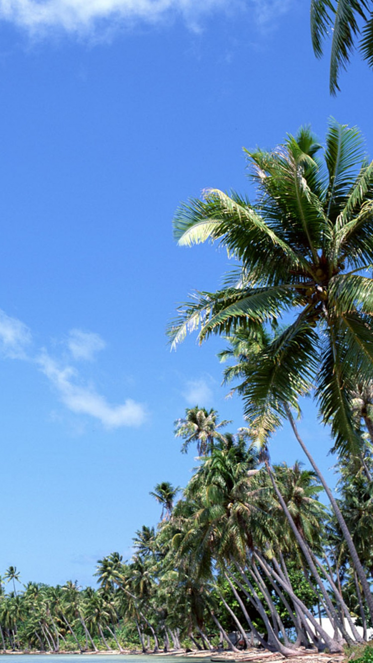 Tagsüber Grüne Palme Unter Blauem Himmel. Wallpaper in 750x1334 Resolution