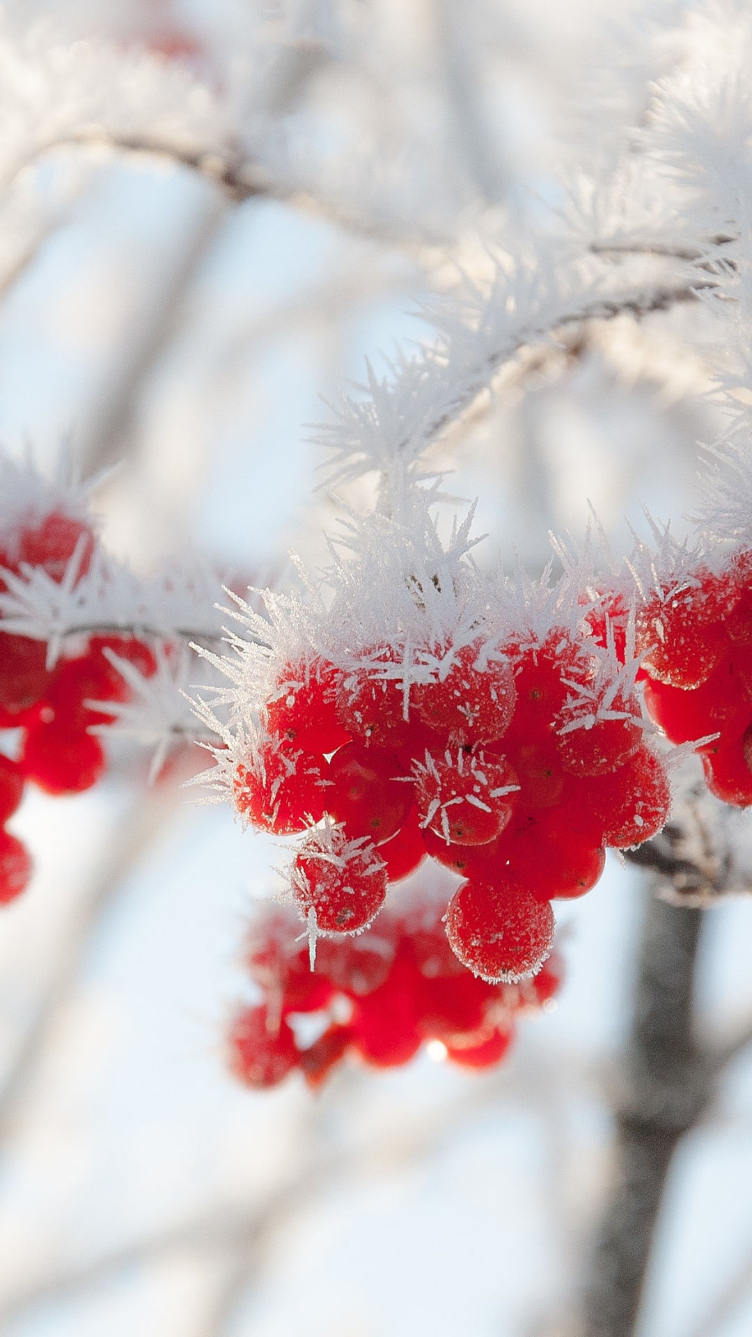 Hiver, Gel, Neige, Rameau, Paysage Naturel. Wallpaper in 1080x1920 Resolution