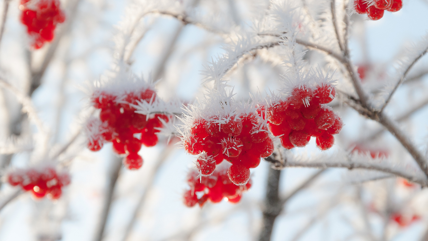 Winter, Frost, Snow, Flower, Twig. Wallpaper in 1366x768 Resolution