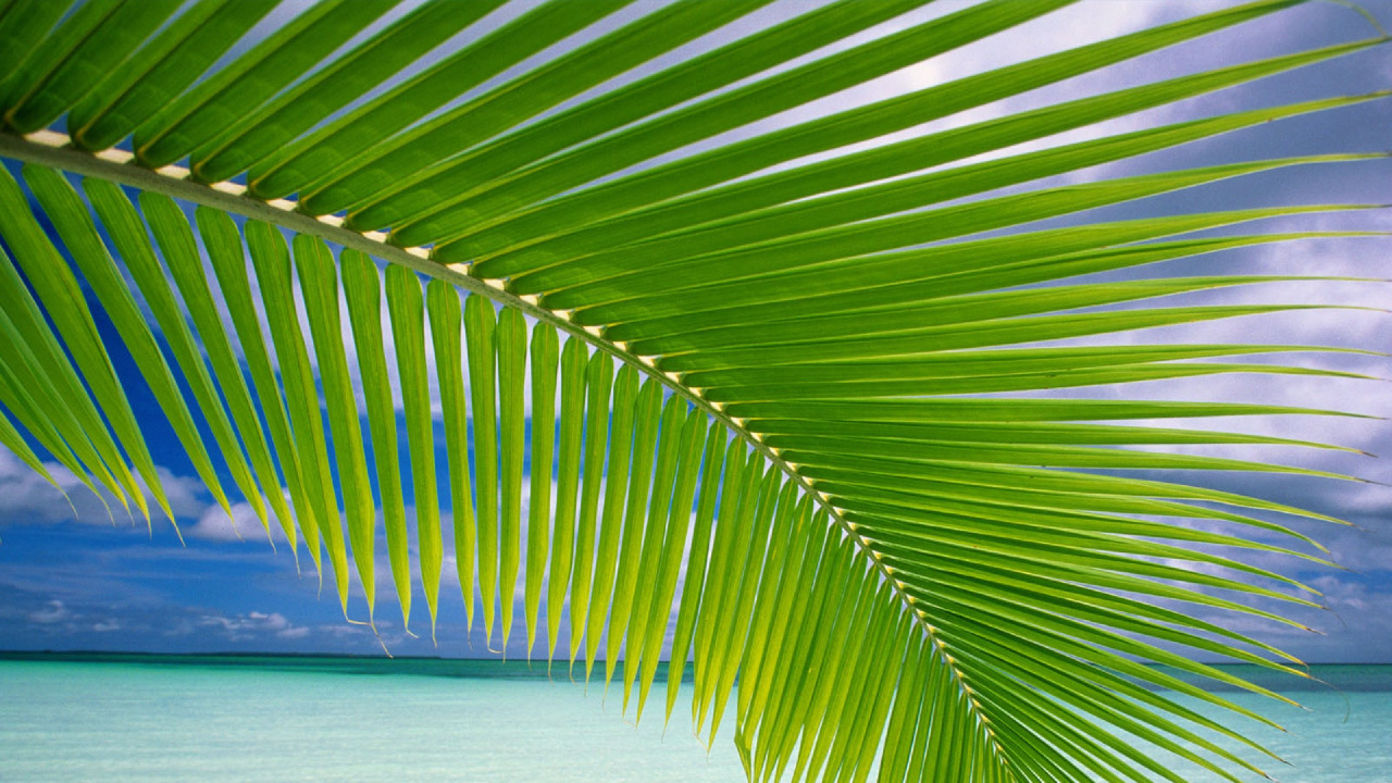 Palmera Verde en la Playa de Arena Blanca Durante el Día. Wallpaper in 1280x720 Resolution