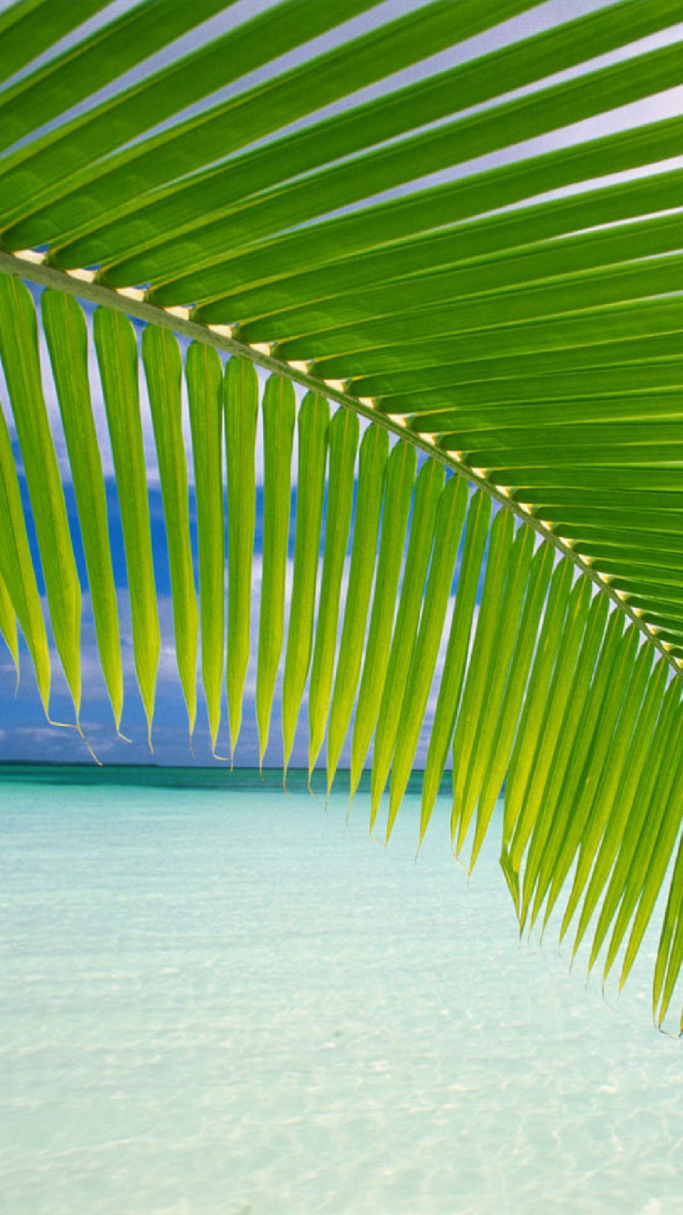 Green Palm Tree on White Sand Beach During Daytime. Wallpaper in 750x1334 Resolution