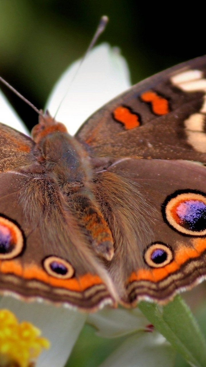Mariposa Marrón y Blanco Posado Sobre Flor Amarilla en Fotografía de Cerca Durante el Día. Wallpaper in 720x1280 Resolution