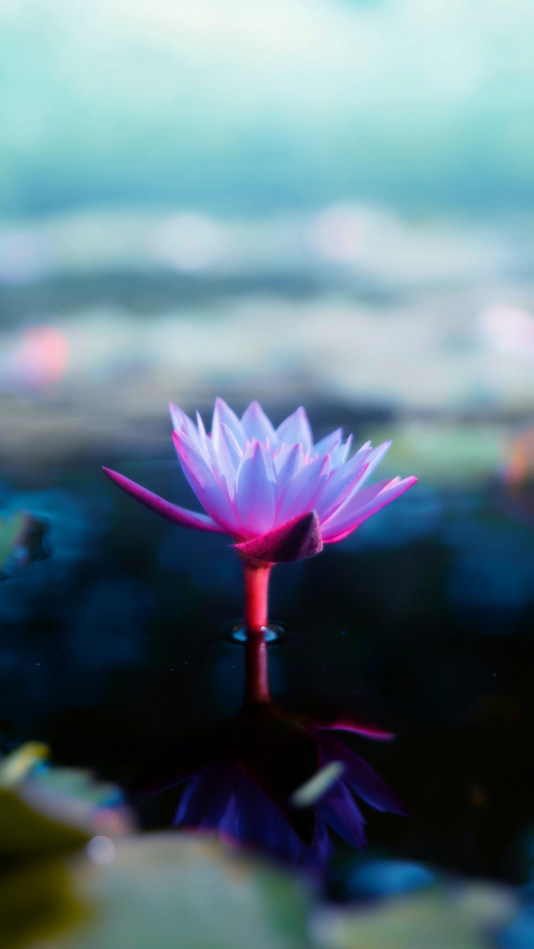 Blühende Pflanze, Lotus, Heilige Lotus, Wasser, Natur. Wallpaper in 1080x1920 Resolution