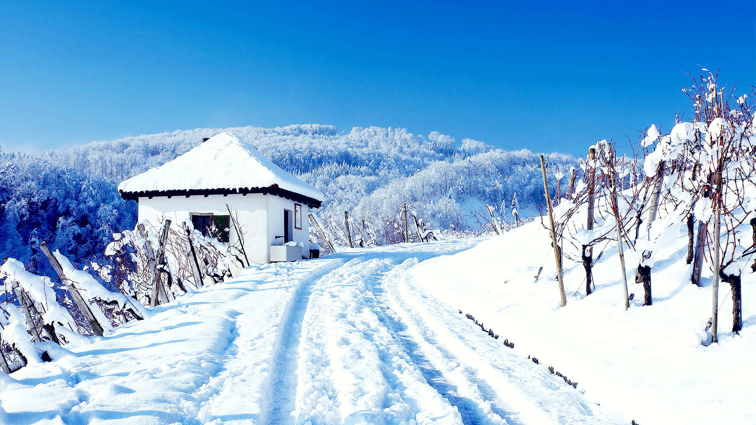 Snow Covered House Near Trees Under Blue Sky During Daytime. Wallpaper in 2560x1440 Resolution