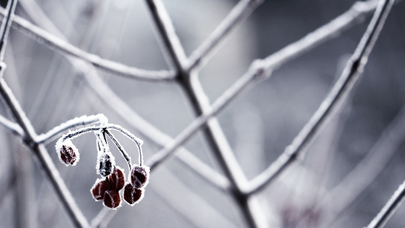 Red Round Fruits on Brown Stem. Wallpaper in 1366x768 Resolution