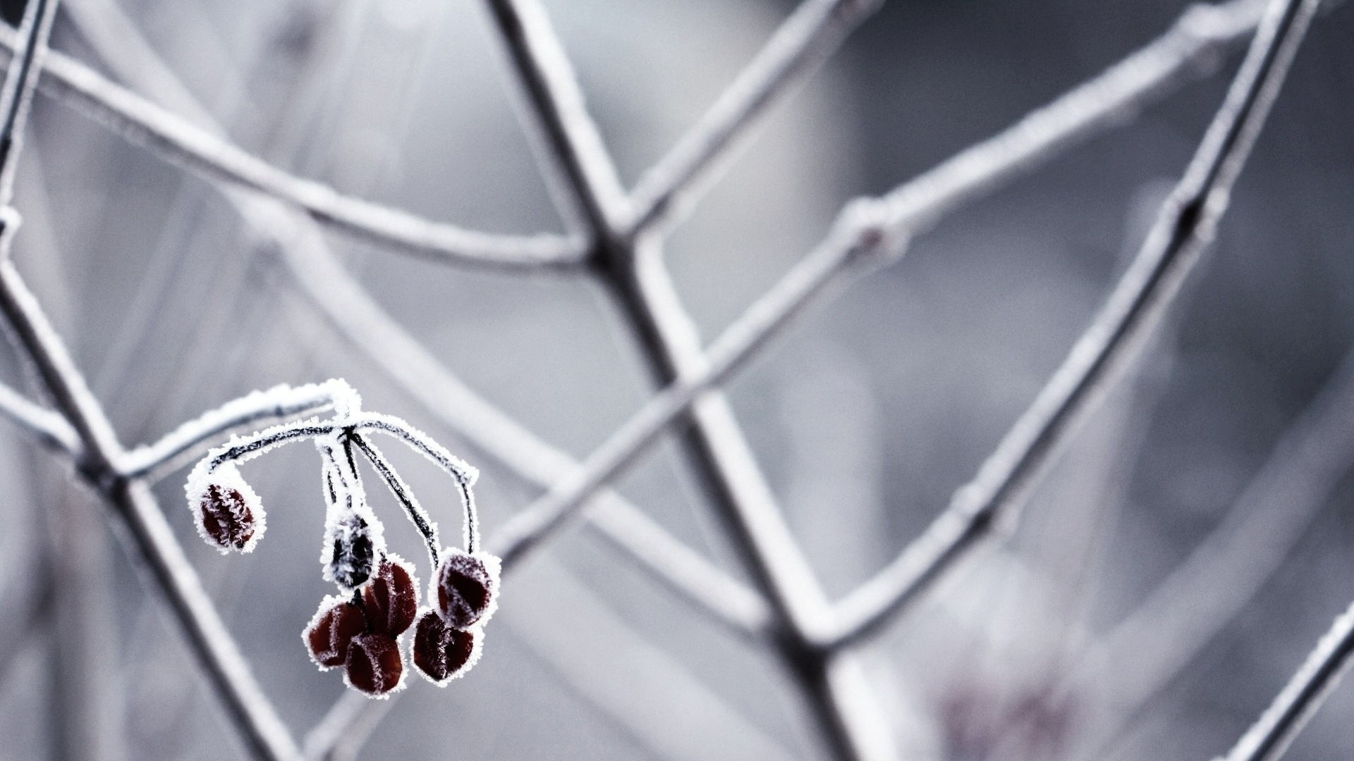 Red Round Fruits on Brown Stem. Wallpaper in 1920x1080 Resolution